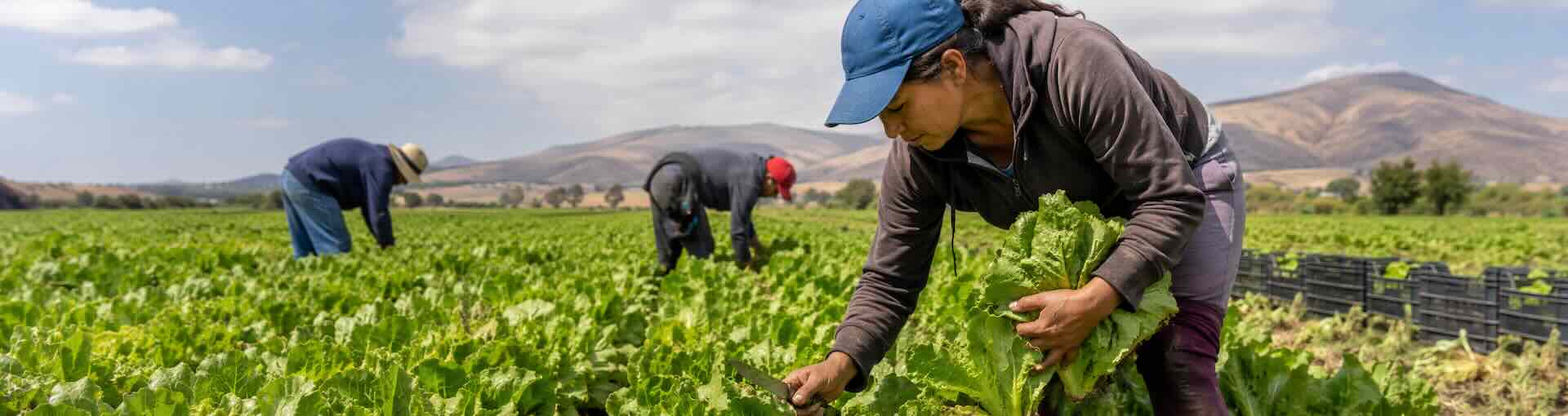 Documentary photograph representing the Agriculture sector at work. Real setting, natural light, mid-activity.